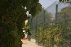 Quinta Monte dos Vendavais • <a style="font-size:0.8em;" href="http://www.flickr.com/photos/41789405@N02/3854182664/" target="_blank">View on Flickr</a>