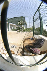 Canil Rosa | Quinta Monte dos Vendavais • <a style="font-size:0.8em;" href="http://www.flickr.com/photos/41789405@N02/3853392659/" target="_blank">View on Flickr</a>