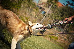 Petra | Quinta Monte dos Vendavais • <a style="font-size:0.8em;" href="http://www.flickr.com/photos/41789405@N02/4131333474/" target="_blank">View on Flickr</a>