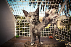 Gatil Castanho | Quinta Monte dos Vendavais • <a style="font-size:0.8em;" href="http://www.flickr.com/photos/41789405@N02/3853181410/" target="_blank">View on Flickr</a>