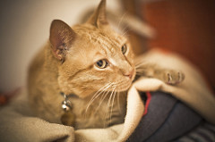 Fellinni | Quinta Monte dos Vendavais • <a style="font-size:0.8em;" href="http://www.flickr.com/photos/41789405@N02/4131306424/" target="_blank">View on Flickr</a>