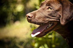 Sasha | Quinta Monte dos Vendavais • <a style="font-size:0.8em;" href="http://www.flickr.com/photos/41789405@N02/3852388597/" target="_blank">View on Flickr</a>