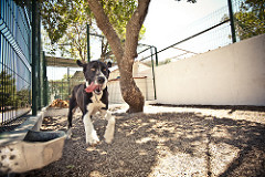 Boris | Quinta Monte dos Vendavais • <a style="font-size:0.8em;" href="http://www.flickr.com/photos/41789405@N02/3852389673/" target="_blank">View on Flickr</a>