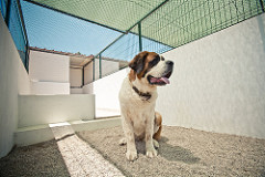 Canil Rosa | Quinta Monte dos Vendavais • <a style="font-size:0.8em;" href="http://www.flickr.com/photos/41789405@N02/3852713513/" target="_blank">View on Flickr</a>