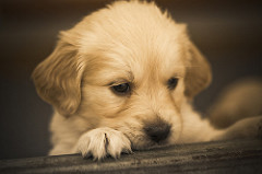 Rex | Quinta Monte dos Vendavais • <a style="font-size:0.8em;" href="http://www.flickr.com/photos/41789405@N02/4131336722/" target="_blank">View on Flickr</a>