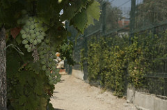 Quinta Monte dos Vendavais • <a style="font-size:0.8em;" href="http://www.flickr.com/photos/41789405@N02/3854182846/" target="_blank">View on Flickr</a>