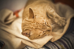 Fellinni | Quinta Monte dos Vendavais • <a style="font-size:0.8em;" href="http://www.flickr.com/photos/41789405@N02/4131303444/" target="_blank">View on Flickr</a>