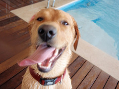 Actividades de Lazer | Quinta Monte dos Vendavais • <a style="font-size:0.8em;" href="http://www.flickr.com/photos/41789405@N02/4019409292/" target="_blank">View on Flickr</a>