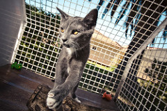 Gatil Castanho | Quinta Monte dos Vendavais • <a style="font-size:0.8em;" href="http://www.flickr.com/photos/41789405@N02/3853181862/" target="_blank">View on Flickr</a>