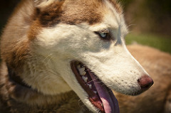 Petra | Quinta Monte dos Vendavais • <a style="font-size:0.8em;" href="http://www.flickr.com/photos/41789405@N02/4131330668/" target="_blank">View on Flickr</a>