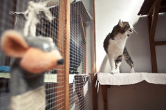 Gatil Laranja | Quinta Monte dos Vendavais • <a style="font-size:0.8em;" href="http://www.flickr.com/photos/41789405@N02/4131313734/" target="_blank">View on Flickr</a>