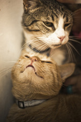 Gatil Laranja | Quinta Monte dos Vendavais • <a style="font-size:0.8em;" href="http://www.flickr.com/photos/41789405@N02/4130549553/" target="_blank">View on Flickr</a>