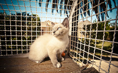 Gatil Castanho | Quinta Monte dos Vendavais • <a style="font-size:0.8em;" href="http://www.flickr.com/photos/41789405@N02/3852391429/" target="_blank">View on Flickr</a>