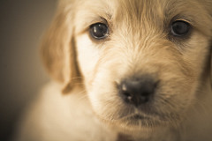 Sushi | Quinta Monte dos Vendavais • <a style="font-size:0.8em;" href="http://www.flickr.com/photos/41789405@N02/3853179166/" target="_blank">View on Flickr</a>