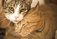 Felini & Mozart | Quinta Monte dos Vendavais • <a style="font-size:0.8em;" href="http://www.flickr.com/photos/41789405@N02/3853199984/" target="_blank">View on Flickr</a>